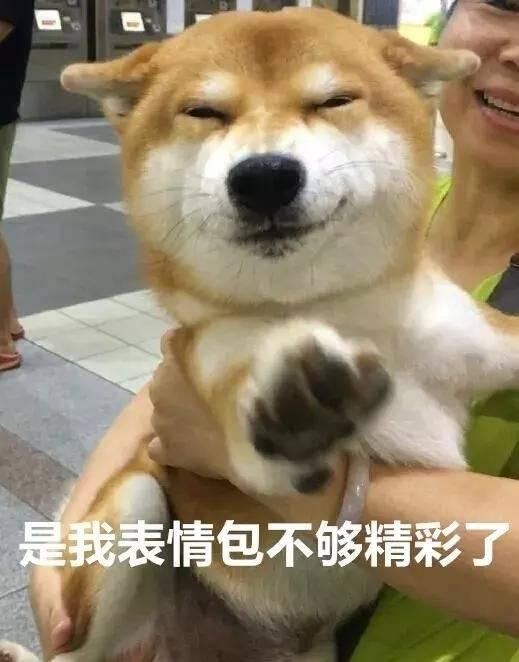 进口柴犬和国产搞笑视频,进口柴犬萌态与国产搞笑视频的欢乐碰撞