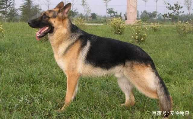 国产四大狼犬介绍视频,探寻中华犬种的传奇与风采