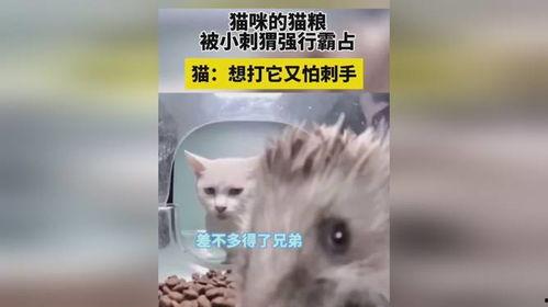 刺猬吃国产猫粮好吗视频,刺猬的真实食用体验揭秘