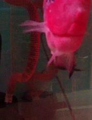 国产龙鱼养殖视频,从孵化到成鱼，一网打尽养殖技巧